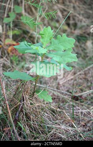 Kleine Bäume, die auf fruchtbarem Boden in der Natur und im Morgenlicht wachsen, das Konzept des Pflanzenwachstums, das noch steht und Earth Day. Stockfoto