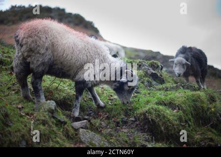 Herdwick Schafe grasen auf Moorland in der Nähe von Hawkshead in Cumbria. 24 Dezember 2011. Foto: Neil Turner Stockfoto