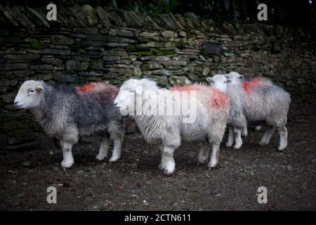 Herdwick Schafe schützen vor Wind und Regen in der Nähe von Hawkshead in Cumbria. 24 Dezember 2011. Foto: Neil Turner Stockfoto