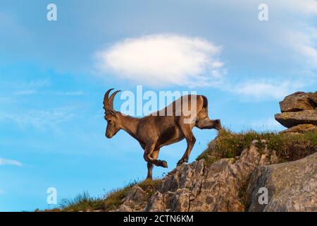 Steinbock im Vordergrund auf einem grasso Hintergrund Stockfoto