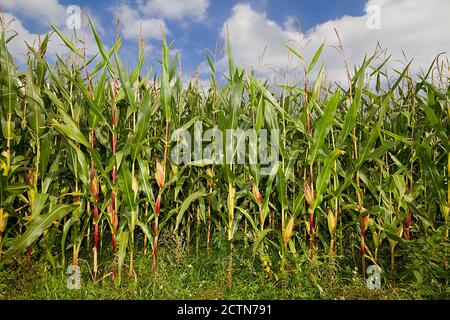 Reife Maisernte auf einem Feld unter blauem Himmel mit Weiße Wolken Stockfoto