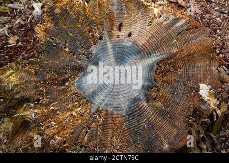 Nahaufnahme von moosigem Stumpf mit einem Pilz oben und trockenen Kiefernnadeln im Herbstwald, Waldsubstrat, herbstliches Laub, trockene Herbstblätter Stockfoto