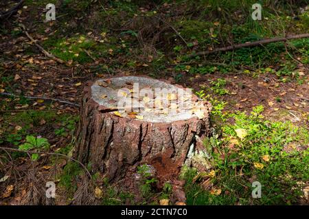 Nahaufnahme von moosigem Stumpf mit einem Pilz oben und trockenen Kiefernnadeln im Herbstwald, Waldsubstrat, herbstliches Laub, trockene Herbstblätter Stockfoto