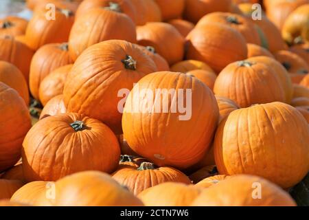 Kürbisse, Kürbispflaster Stockfoto