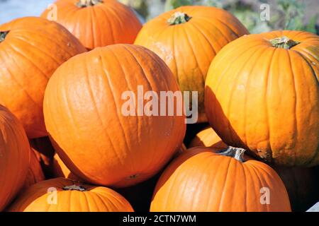 Kürbisse, Kürbispflaster Stockfoto