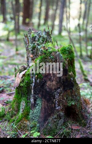 Nahaufnahme von moosigem Stumpf mit einem Pilz oben und trockenen Kiefernnadeln im Herbstwald, Waldsubstrat, herbstliches Laub, trockene Herbstblätter Stockfoto