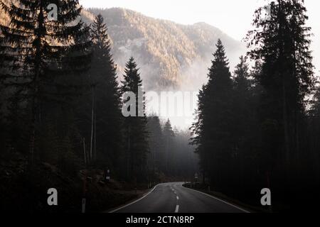 Leere gebogene Asphaltstraße durch dunklen Nadelwald hinein Neblig bergiges Gelände in sonnigen Herbstmorgen Stockfoto