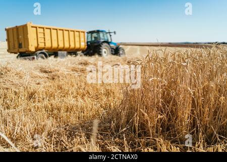 Fernansicht des Traktors mit Anhänger auf goldener Landwirtschaft geparkt Feld im Sommer unter blauem Himmel in der Erntezeit Stockfoto