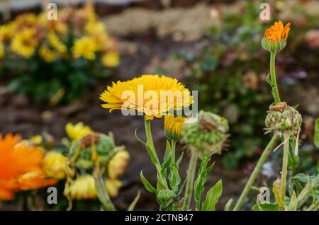 Blume aus der Familie der Asteraceae mit gelben Blütenblättern am Hintergrund von anderen Blumen Stockfoto