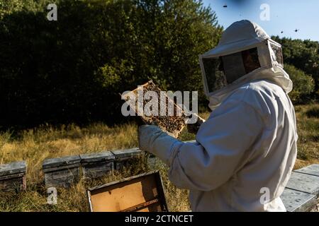 Männlicher Imker in weißem Schutzkostüm, der Wabenrahmen aus nimmt Hive während der Arbeit im Bienenhaus in sonnigen Sommertag Stockfoto