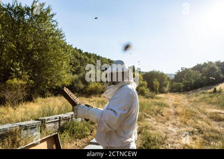 Männlicher Imker in weißem Schutzkostüm, der Wabenrahmen aus nimmt Hive während der Arbeit im Bienenhaus in sonnigen Sommertag Stockfoto