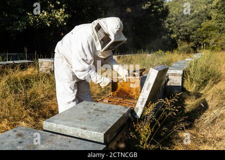 Männlicher Imker in weißem Schutzkostüm, der Wabenrahmen aus nimmt Hive während der Arbeit im Bienenhaus in sonnigen Sommertag Stockfoto