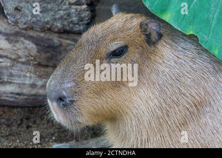 Nahaufnahme einer Capybara (Hydrochoerus hydrochaeris), einem riesigen, in Südamerika beheimatet Nagetier in Kobe Animal Kingdom, Kobe, Japan Stockfoto