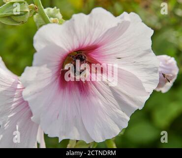 Bombus terrestris, Bumbiene, die Pollen von einer Hollyhock (Alcea rosea) Blüte sammelt, aus der Nähe. East Yorkshire, England, Großbritannien, GB. Stockfoto