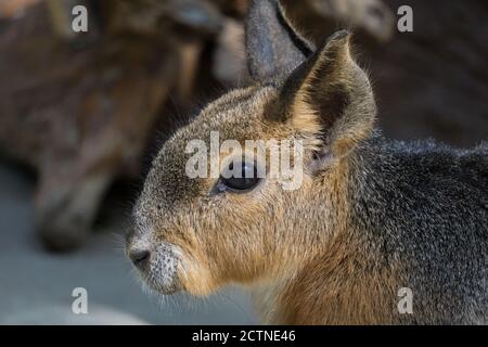 Ein kleiner brauner südamerikanischer Patagonier Mara (Dolichotis patagonum) Nagetier, aufgenommen in Kobe Animal Kingdom, Kobe, Japan Stockfoto