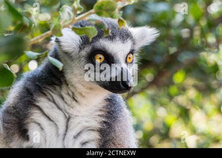 Nahaufnahme eines Ringtailed Lemur (Lemur catta) im Kobe Animal Kingdom, Kobe, Japan Stockfoto