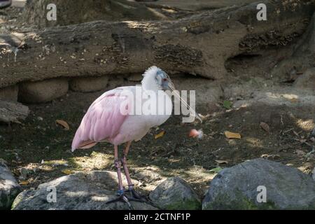 Ein hellrosa Roseate Sponbill, Platalea Ajaja, steht auf Felsen in der Nähe eines Teiches in Kobe Animal Kingdom, Kobe, Japan Stockfoto