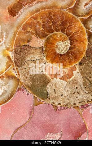 Makroaufnahme einer gespaltenen versteinerten Ammonithülle, die die inneren mineralisierten Kammern zeigt; ein ausgestorbenes marines Wirbellose aus Madagaskar; Alter: Kreidezeit-albisches Stadium (vor 110 Millionen Jahren) Stockfoto