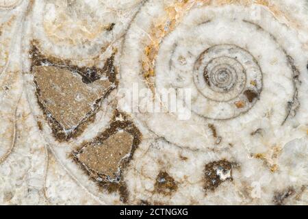 Makroaufnahme eines in Scheiben geschnittenen Goniatit-Fossils mit Innenansicht Sägewerk im Atlasgebirge in Marokko Stockfoto