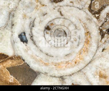 Makroaufnahme eines in Scheiben geschnittenen Goniatit-Fossils mit Innenansicht Sägewerk im Atlasgebirge in Marokko Stockfoto