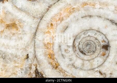 Makroaufnahme eines in Scheiben geschnittenen Goniatit-Fossils mit Innenansicht Sägewerk im Atlasgebirge in Marokko Stockfoto