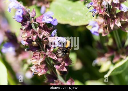 Bienen sammeln Pollen auf Salbei Blüte Stockfoto
