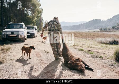 Rückansicht des Mannes in Tarnkleidung schleppen getötet wild Wildschwein nach der Jagd in Richtung Auto Stockfoto