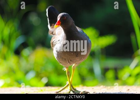 moorhen, Moorhen, Gallinula, Chloropus, Wasserhuhn, Sumpfhuhn, Angriff, Schiene, Vogel, Wespe, Tier, ein, stehen, Fuß, jung, jugendlich, aufrecht Stockfoto