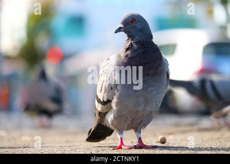 Felstaube, columba livia in Frontalansicht auf dem Boden vor einem verschwommenen urbanen Hintergrund in der Sonne warten und zur Seite schauen Stockfoto