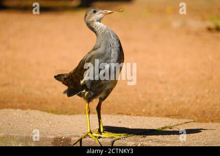 Aufrecht stehend juvenile gemeine Moorhuhn, Gallinula chloropus wird von einer Wespe angegriffen Stockfoto