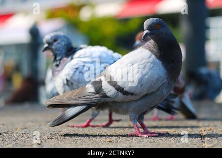 Zwei Felstauben, columba livia, warten auf dem Boden vor einem verschwommenen urbanen Hintergrund in der Sonne Stockfoto