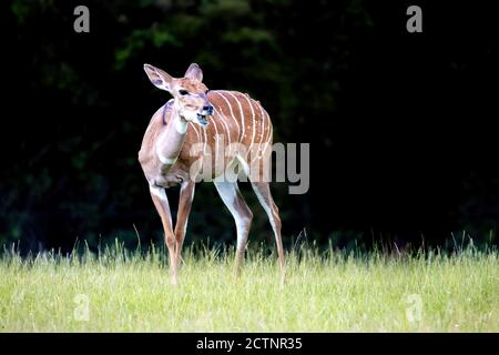 Kleines Kudu-Weibchen, Tragelaphus imberbis, eine ostafrikanische Waldantilope, in einer Lichtung mit dunklem Hintergrund. Leerzeichen für Text. Stockfoto