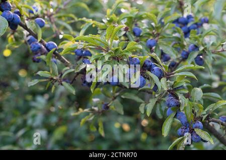 Schlehe Beeren auf Prunus spinosa - UK Stockfoto