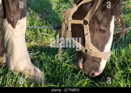 Das Pferd weidet auf der Wiese. Nagt auf grünem Gras. Nahaufnahme des Kopfes. Stockfoto