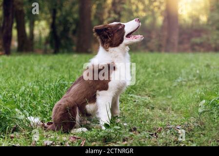 Liebenswert Border Collie Welpe sitzt auf dem Boden. Vier Monate alt niedlichen flauschigen Welpen im Park. Stockfoto