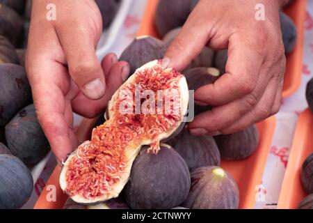 Bauer die Kontrolle der Qualität von reifem Obst, Farbe und Qualität. Zweite Frucht des Feigenbaumes pro Jahr, essbare mit grüner Haut und weichen, süssen Fleisch Stockfoto