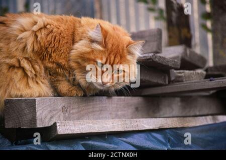 Rote streunende Katze liegt auf alten Brettern. Nahaufnahme. Stockfoto