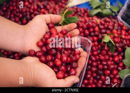 Man Kontrolle rote reife Preiselbeeren mit Tannennadeln. Ansicht von oben Stockfoto