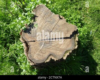 Holzstamm im Gras geschnitten, mit Wurzeln im Gras. Hochwertige Fotos Stockfoto