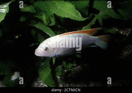 William's mbuna (Maylandia greshakei), auch bekannt als eisblaue Zebra mbuna oder eisblaues Zebra oder Pseudotropheus eisblau Stockfoto