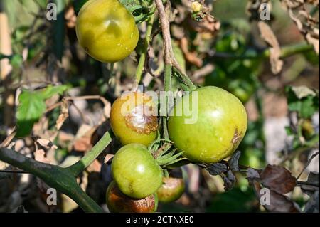 Tomaten im Freien angebaut leiden Tomatenbrand - Tomatenbrand ist Eine Krankheit, die durch einen pilzartigen Organismus verursacht wird, der sich schnell ausbreitet Im Laub Stockfoto