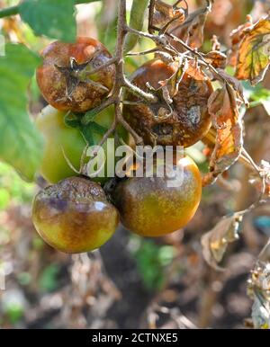 Tomaten im Freien angebaut leiden Tomatenbrand - Tomatenbrand ist Eine Krankheit, die durch einen pilzartigen Organismus verursacht wird, der sich schnell ausbreitet Im Laub Stockfoto