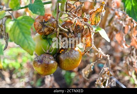 Tomaten im Freien angebaut leiden Tomatenbrand - Tomatenbrand ist Eine Krankheit, die durch einen pilzartigen Organismus verursacht wird, der sich schnell ausbreitet Im Laub Stockfoto