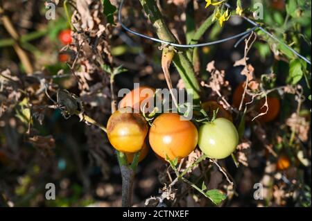 Tomaten im Freien angebaut leiden Tomatenbrand - Tomatenbrand ist Eine Krankheit, die durch einen pilzartigen Organismus verursacht wird, der sich schnell ausbreitet Im Laub Stockfoto