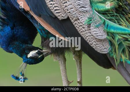 Stralsund, Deutschland. September 2020. Ein blauer Pfau neigt zu seinem schimmernden Gefieder im Stralsund Zoo. Der Stadtzoo Stralsund ist mit seinen mehr als 100,000 Besuchern jährlich eine der wichtigsten touristischen Attraktionen der Hansestadt. Mit einer Fläche von 16 Hektar und einer Population von rund 1100 Tieren in 125 Arten ist der Zoo einer der größten Zoos in Mecklenburg-Vorpommern. Quelle: Stefan Sauer/dpa/Alamy Live News Stockfoto