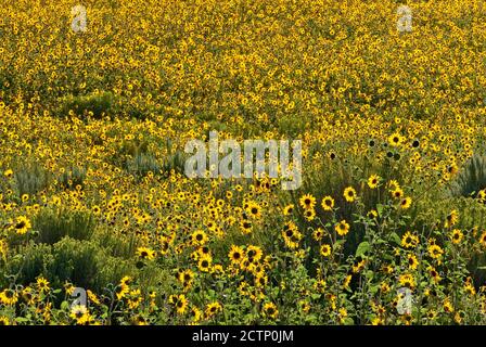 Feld von Sonnenblumen, Great Sage Plain in der Nähe von Cortez, Colorado, USA Stockfoto