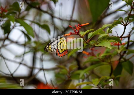 Ein gewöhnlicher Isebel (Delias eucharistis) Schmetterling, ernährt sich von Nektar aus einigen Blumen im Garten. Stockfoto