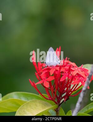 Seitenansicht eines Pfauenkönigs (Tajuria cippus) Schmetterlings, der sich von Sternhaufen-Blüten im Garten auf Nektar ernährt. Stockfoto