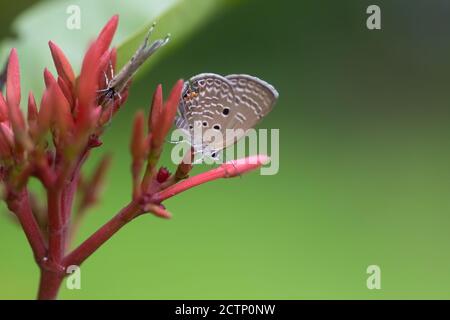 Paar Gram Blue (Euchrysops cnejus) Schmetterlinge, Fütterung auf einigen roten Blütenknospen im Garten. Stockfoto