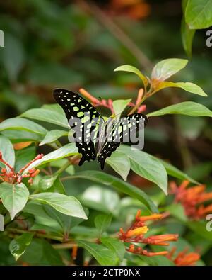 Ein Schwanzhäher (Graphium agamemnon) Schmetterling, der sich von Nektar aus den Blumen im Garten ernährt. Stockfoto